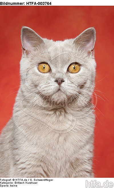 Britisch Kurzhaar / british shorthair / HTFA-003764