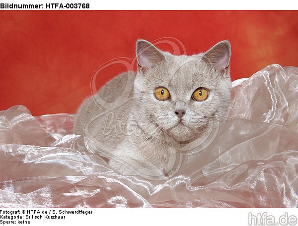 Britisch Kurzhaar / british shorthair / HTFA-003768