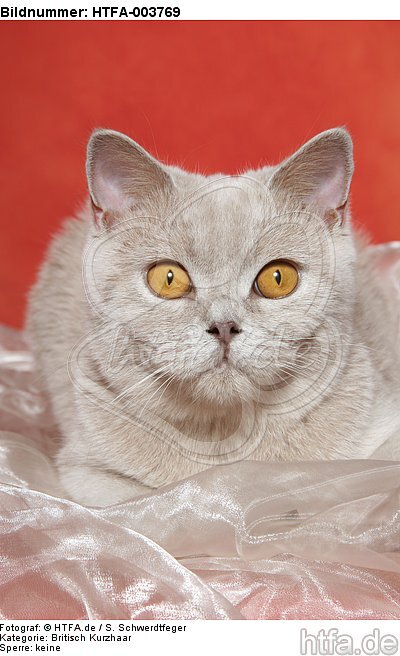 Britisch Kurzhaar / british shorthair / HTFA-003769