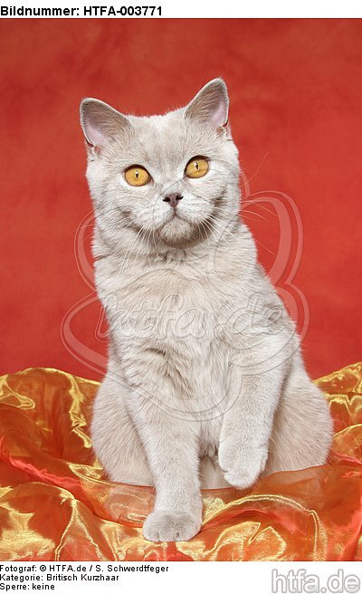 Britisch Kurzhaar / british shorthair / HTFA-003771