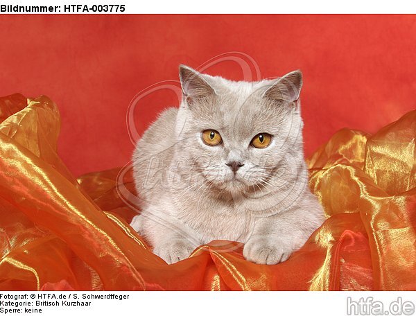 Britisch Kurzhaar / british shorthair / HTFA-003775