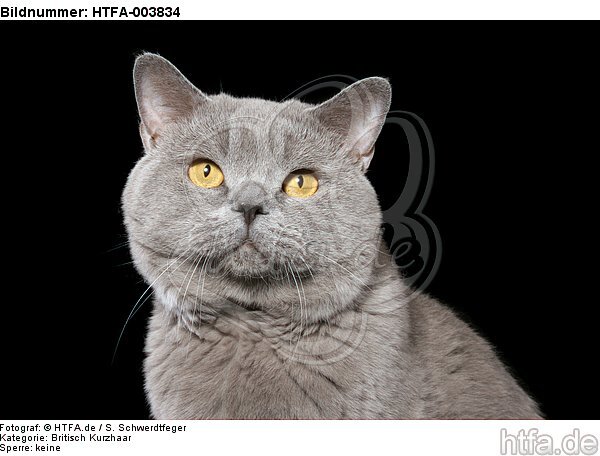 Britisch Kurzhaar / british shorthair / HTFA-003834