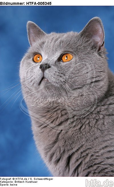 Britisch Kurzhaar / british shorthair / HTFA-005345