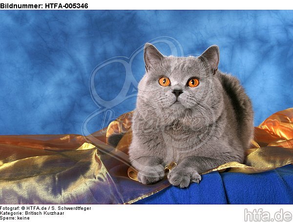 Britisch Kurzhaar / british shorthair / HTFA-005346