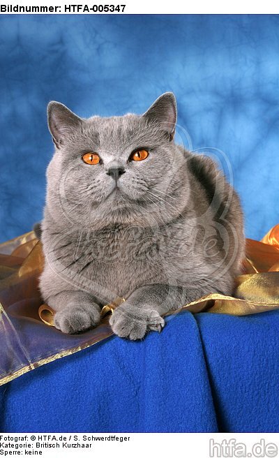 Britisch Kurzhaar / british shorthair / HTFA-005347