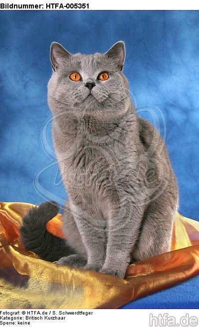 Britisch Kurzhaar / british shorthair / HTFA-005351