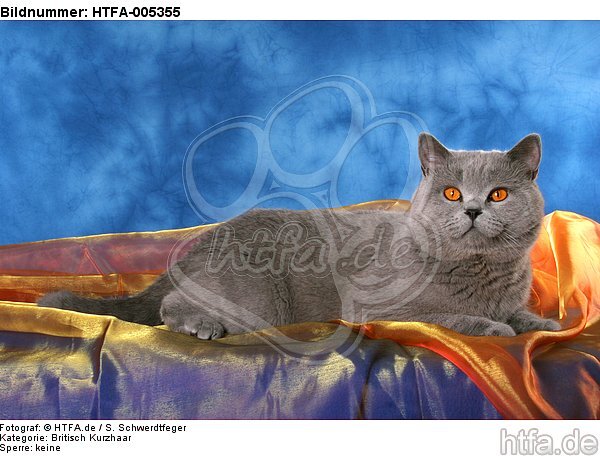 Britisch Kurzhaar / british shorthair / HTFA-005355