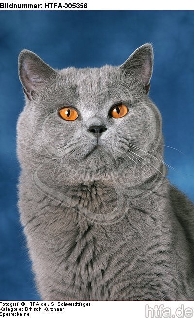 Britisch Kurzhaar / british shorthair / HTFA-005356