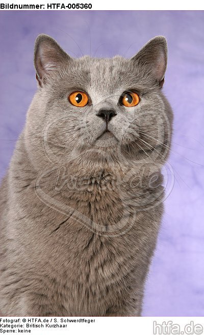 Britisch Kurzhaar / british shorthair / HTFA-005360