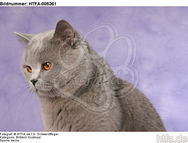 Britisch Kurzhaar / british shorthair / HTFA-005361