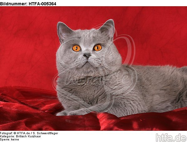 Britisch Kurzhaar / british shorthair / HTFA-005364