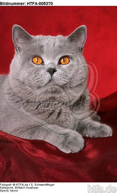 Britisch Kurzhaar / british shorthair / HTFA-005370