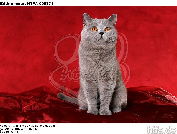 Britisch Kurzhaar / british shorthair / HTFA-005371