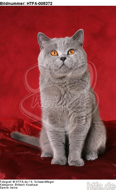 Britisch Kurzhaar / british shorthair / HTFA-005372