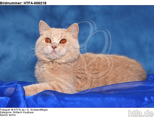 Britisch Kurzhaar / british shorthair / HTFA-006218