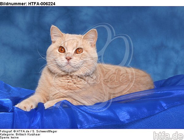 Britisch Kurzhaar / british shorthair / HTFA-006224