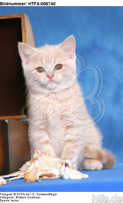 Britisch Kurzhaar Kätzchen / british shorthair kitten / HTFA-006740