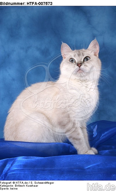 Britisch Kurzhaar / british shorthair / HTFA-007573