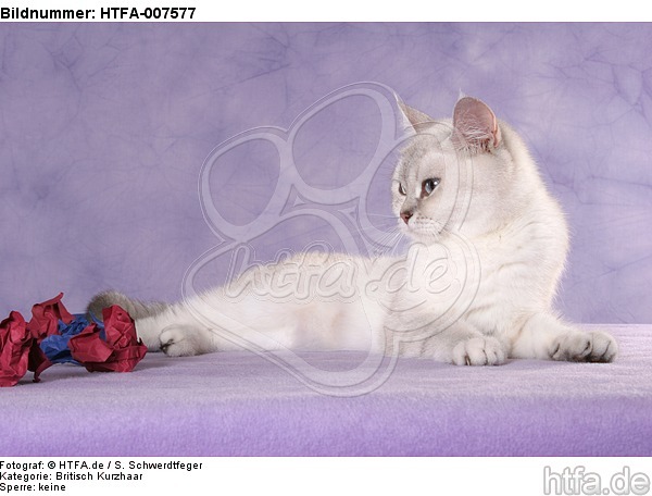 Britisch Kurzhaar / british shorthair / HTFA-007577