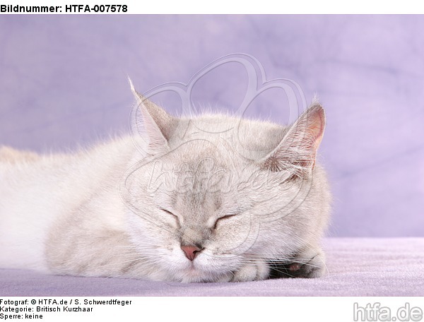 Britisch Kurzhaar / british shorthair / HTFA-007578