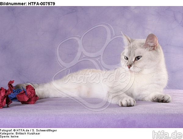 Britisch Kurzhaar / british shorthair / HTFA-007579