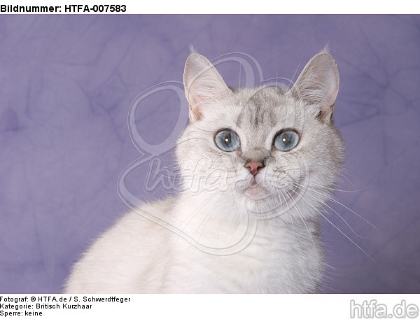 Britisch Kurzhaar / british shorthair / HTFA-007583