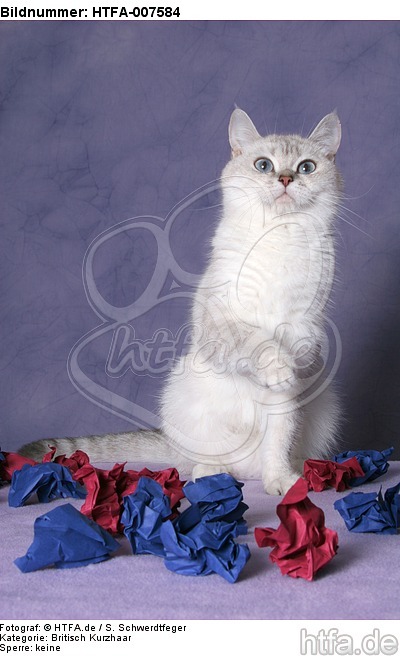 Britisch Kurzhaar / british shorthair / HTFA-007584