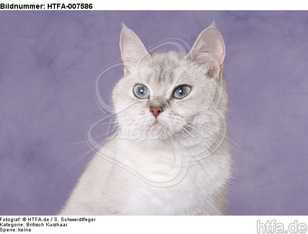 Britisch Kurzhaar / british shorthair / HTFA-007586