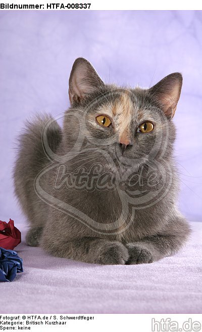 liegende Britisch Kurzhaar / lying british shorthair / HTFA-008337