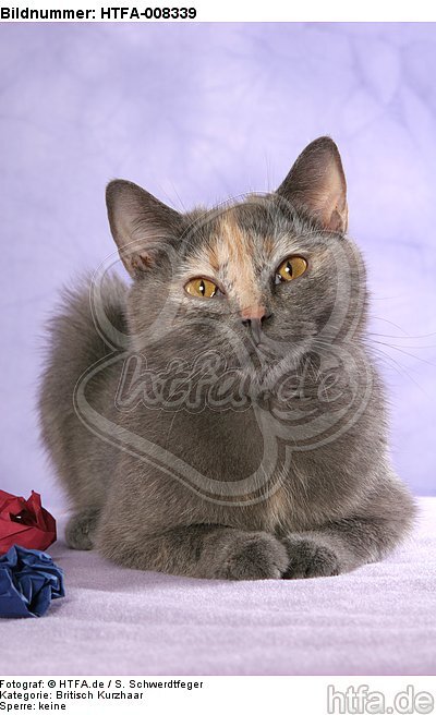 liegende Britisch Kurzhaar / lying british shorthair / HTFA-008339