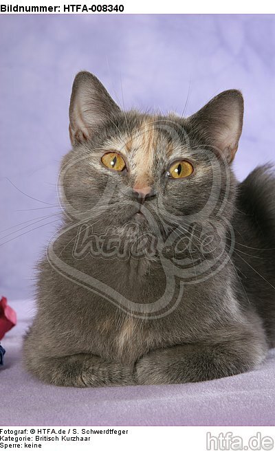 liegende Britisch Kurzhaar / lying british shorthair / HTFA-008340