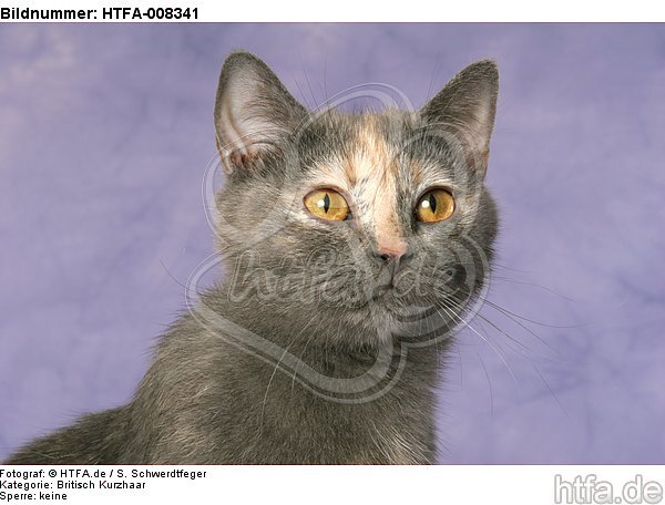 Britisch Kurzhaar Portrait / british shorthair portrait / HTFA-008341