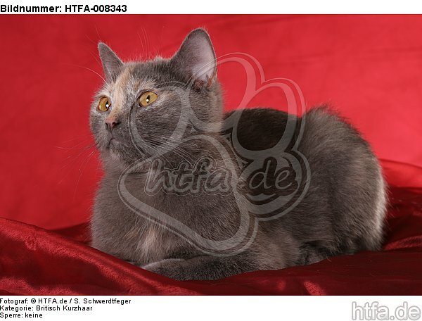 liegende Britisch Kurzhaar / lying british shorthair / HTFA-008343