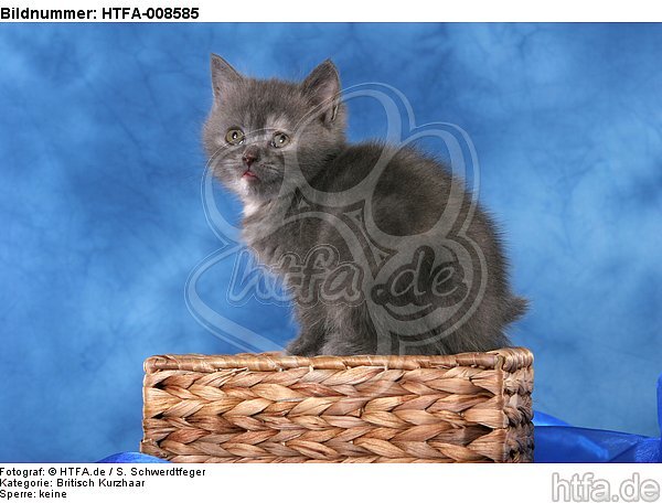 sitzendes Britisch Kurzhaar Kätzchen / sitting british shorthair kitten / HTFA-008585