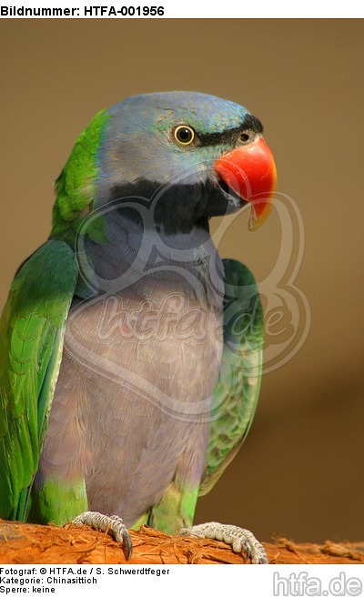 Chinasittich / Derbyan parakeet / HTFA-001956