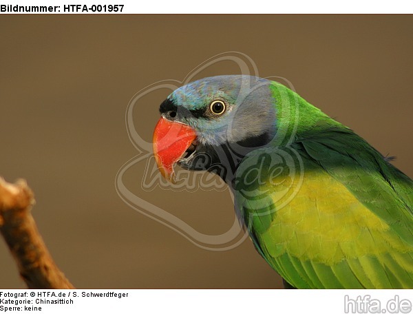 Chinasittich / Derbyan parakeet / HTFA-001957