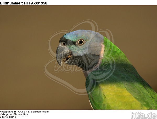 Chinasittich / Derbyan parakeet / HTFA-001958