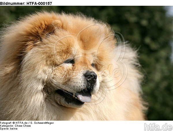 Chow Chow Portrait / HTFA-000157