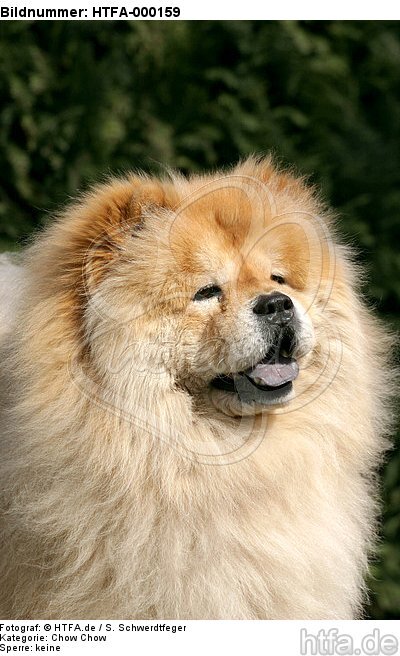 Chow Chow Portrait / HTFA-000159