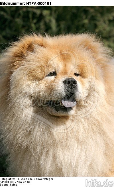 Chow Chow Portrait / HTFA-000161