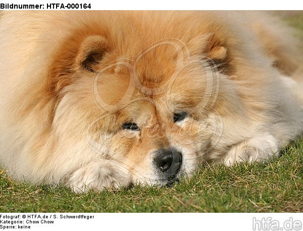 Chow Chow Portrait / HTFA-000164