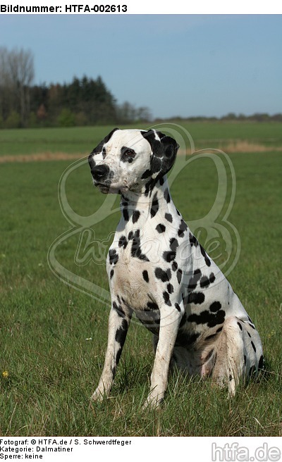 Dalmatiner / dalmatian / HTFA-002613