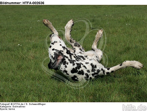 Dalmatiner / dalmatian / HTFA-002636