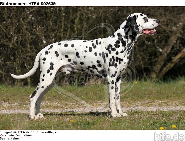 Dalmatiner / dalmatian / HTFA-002639