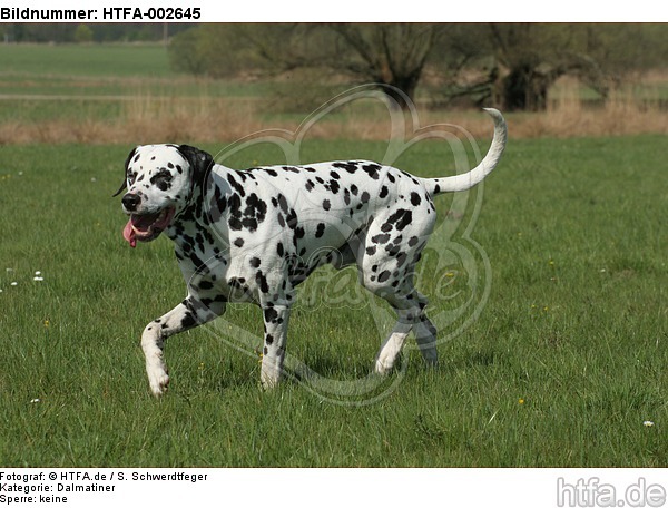 Dalmatiner / dalmatian / HTFA-002645