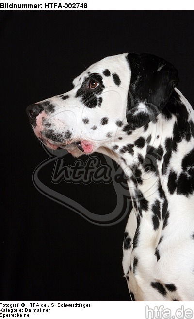 Dalmatiner / dalmatian / HTFA-002748