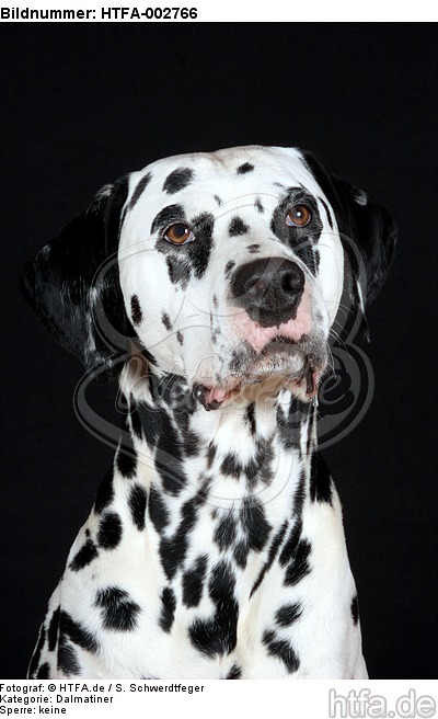 Dalmatiner / dalmatian / HTFA-002766