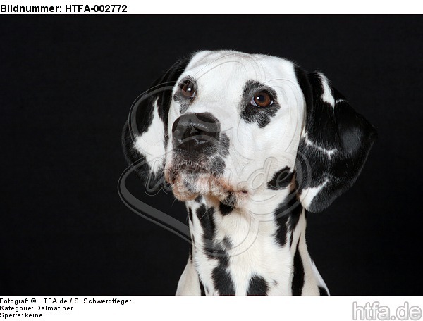 Dalmatiner / dalmatian / HTFA-002772