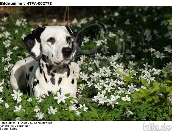 Dalmatiner / dalmatian / HTFA-002778