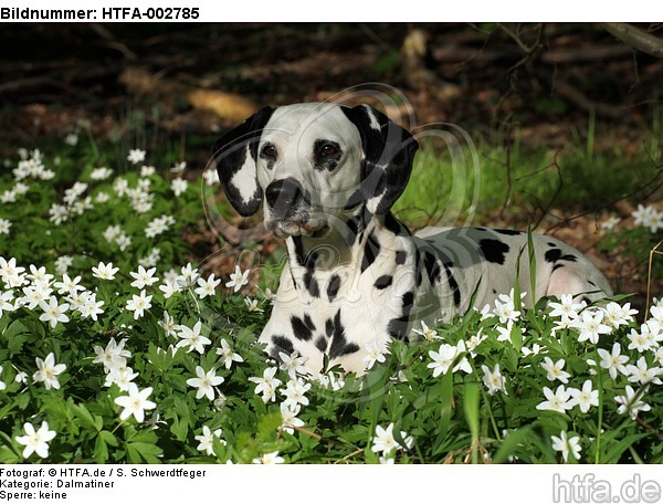 Dalmatiner / dalmatian / HTFA-002785